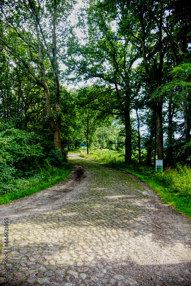 forest trail amidst green trees forest trail amidst green trees