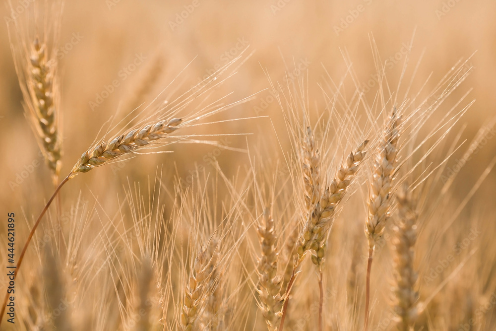 Golden ears of wheat on the background of a ripening field. Agricultural plant close-up. The concept of planting and harvesting a rich harvest. Rural landscape at sunset. Golden ears of wheat on the background of a ripening field. Agricultural plant close-up. The concept of planting and harvesting a rich harvest. Rural landscape at sunset.