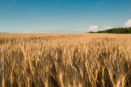 Golden ears of wheat on the background of a ripening field. Agricultural plant close-up. The concept of planting and harvesting a rich harvest. Rural landscape at sunset.