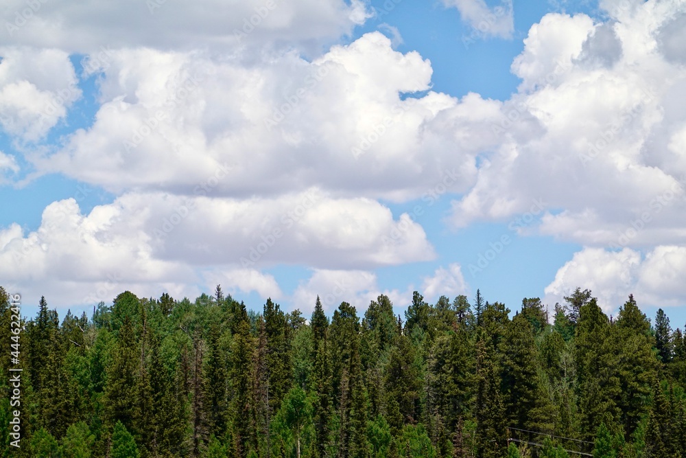 A forest of ponderosa pine trees with puffy clouds above in the sky.