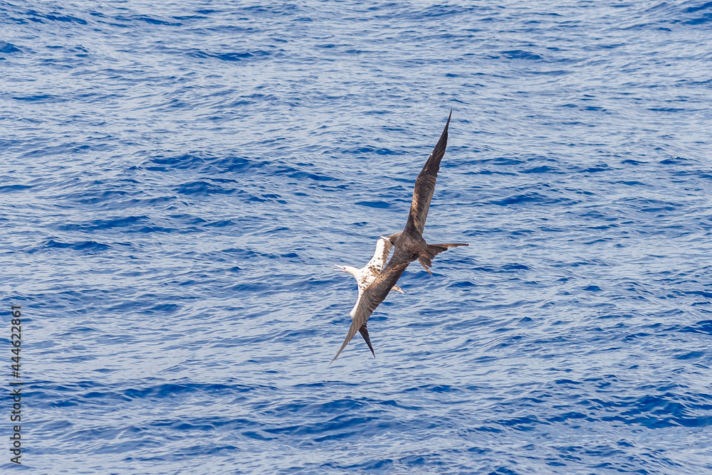 Frigate bird fighting with gannet. Birds fighting in sky. Frigate bird fighting with gannet. Birds fighting in sky.