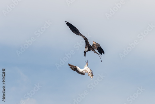 Frigate bird fighting with gannet. Birds fighting in sky.