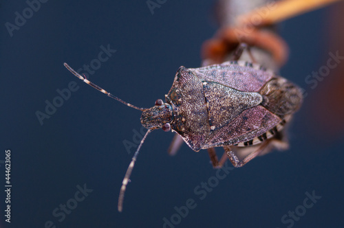 Brown marmorated stink bug, chinche parda marmorada photo