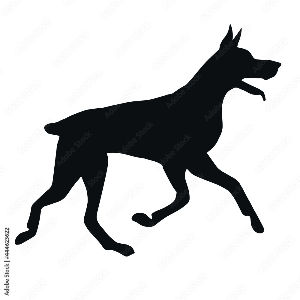 Fototapeta premium Vector hand drawn running doberman dog silhouette isolated on white background