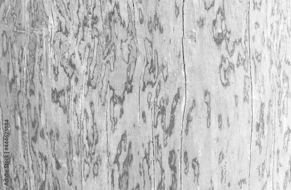 Grungy painted wood texture as background. Grungy painted wood texture as background.