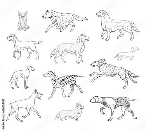 Vector set bundle of hand drawn doodle sketch dog isolated on white background