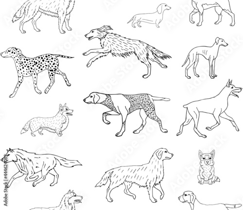 Vector seamless pattern of hand drawn doodle sketch dog isolated on white background