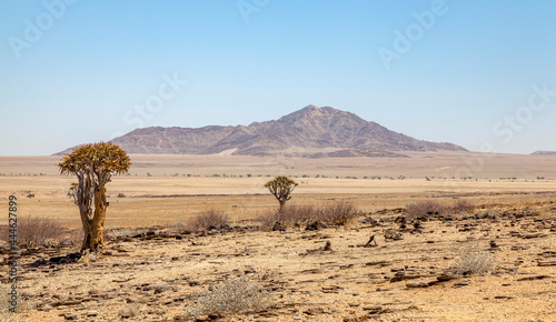 Wüstenartige Landschaft mit Köcherbaum (Aloe dichotoma) photo