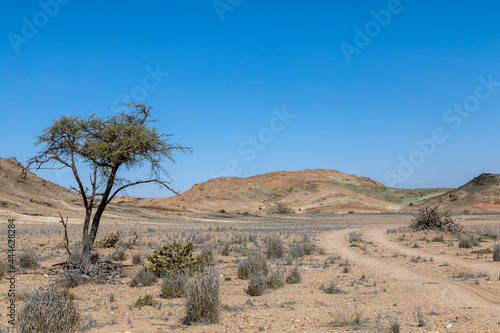 Kameldorn  W  stenvegetation  Namib Naukluft Park  NamibA