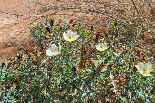 Stachelmohn photo