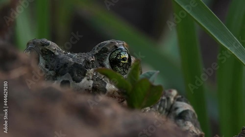 Natterjack toad hides in the ground and looks at the camera close-up photo