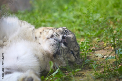 Beautiful snow leopard having a siesta in the zoo.