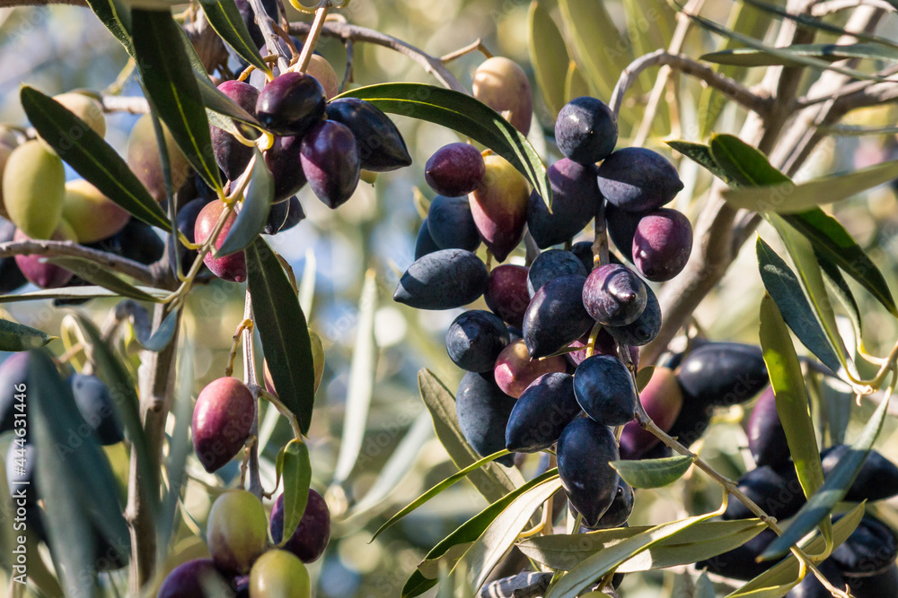 Foto Stock detail of kalamata olive tree with ripe olives hanging on olive  tree branch and blurred background | Adobe Stock