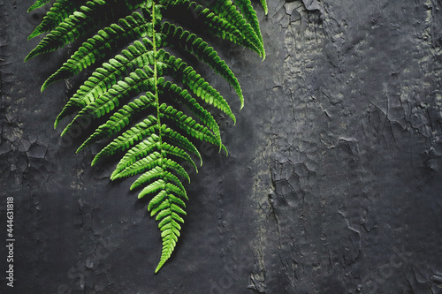 Leaf of fern plant background photo