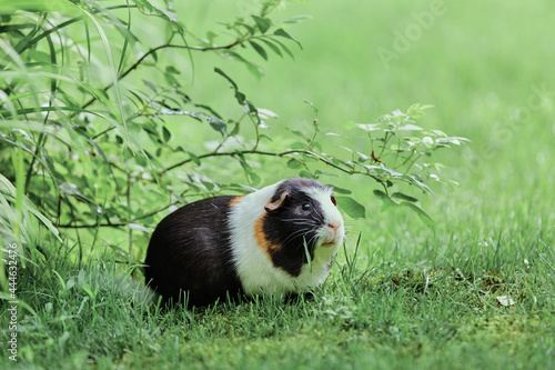 cute guinea pigs adorable American tricolored with swirl on head in park eating grasses enjoying outdoors on a summer day