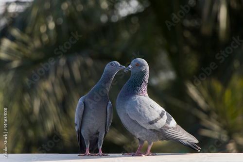 Love Pigeon, love birds photo