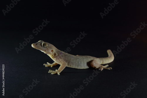 lizard on black background, gecko