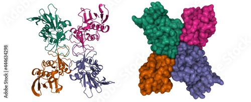Structure of streptococcal pyrogenic exotoxin A1, 3D cartoon and Gaussian surface model, chain id color scheme, based on PDB 1b1z, white background photo