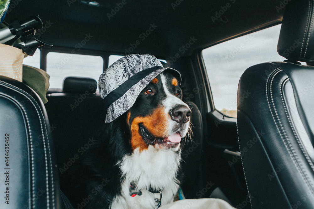 Bernese Mountain Dog Wearing Hat In Car