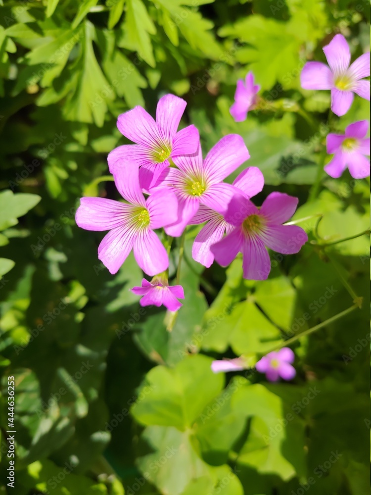pink and white flowers pink and white flowers