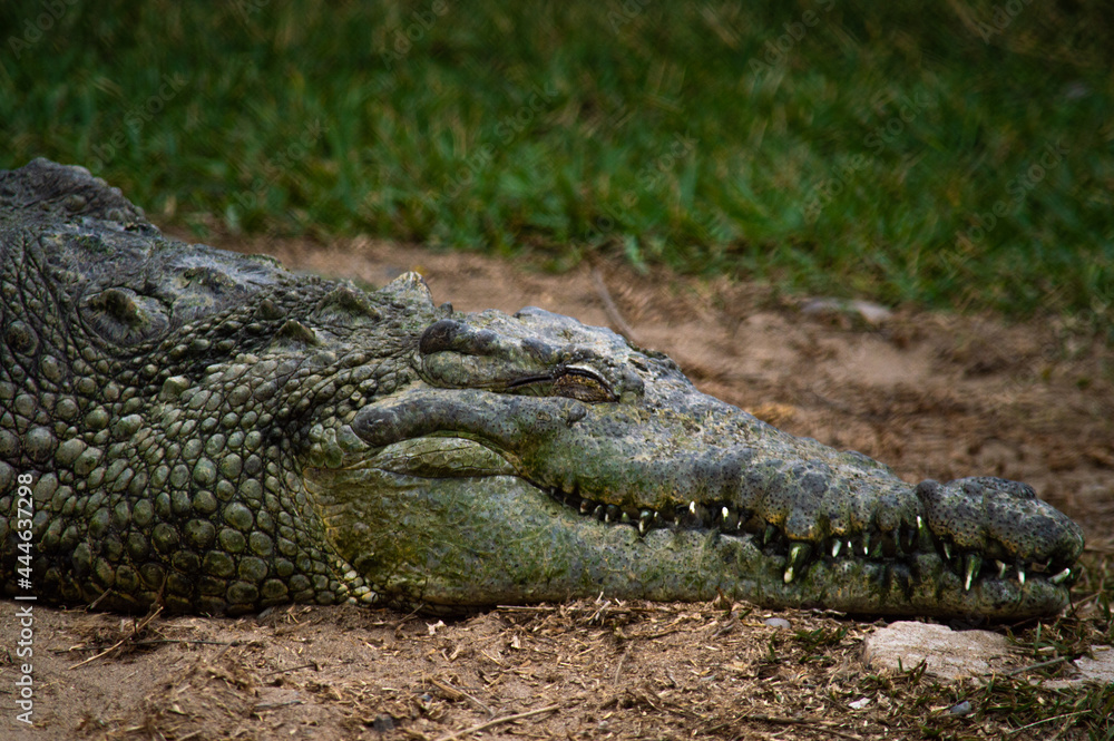 Obraz premium reptile crocodile in the zoo