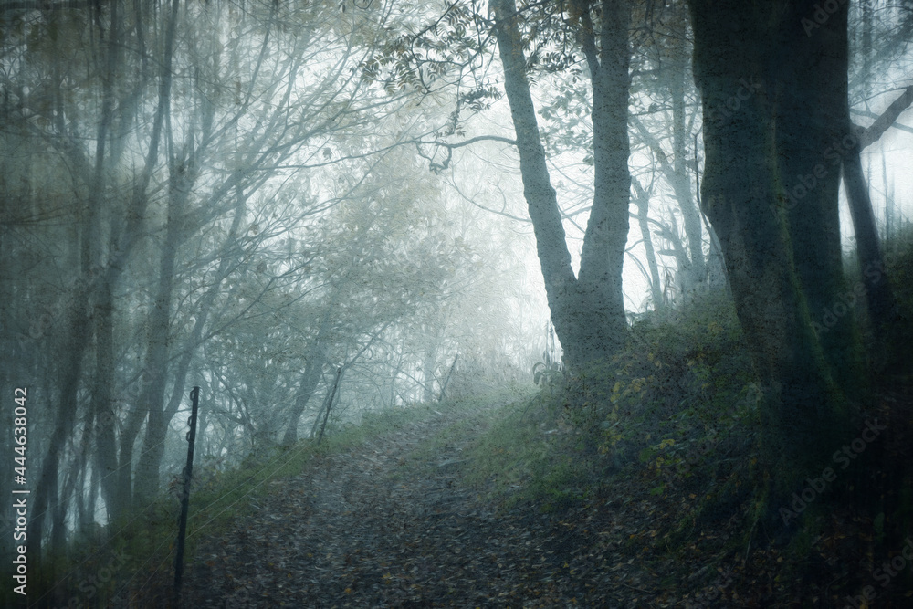 An atmospheric edit of a path through a spooky forest on a foggy autumn day. UK. With a blurred, grunge, edit