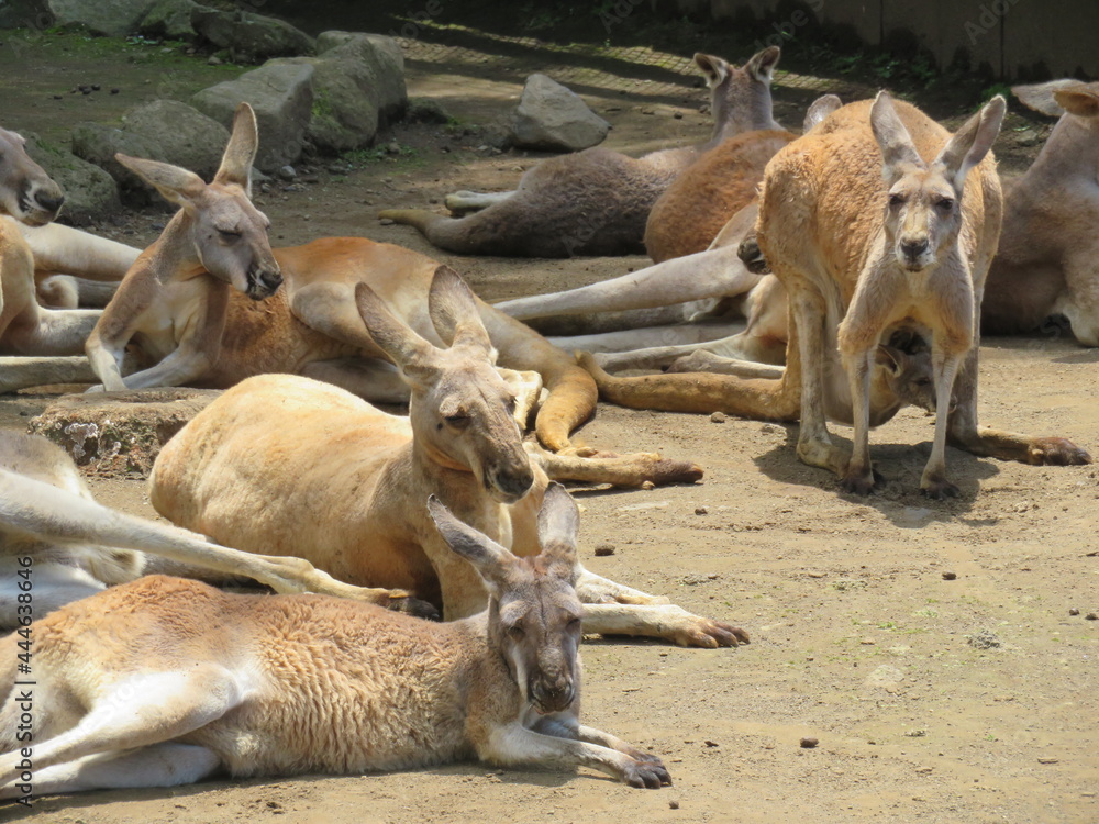 Fototapeta premium アカカンガルー 群れ