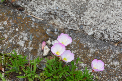 昼咲き月見草の花