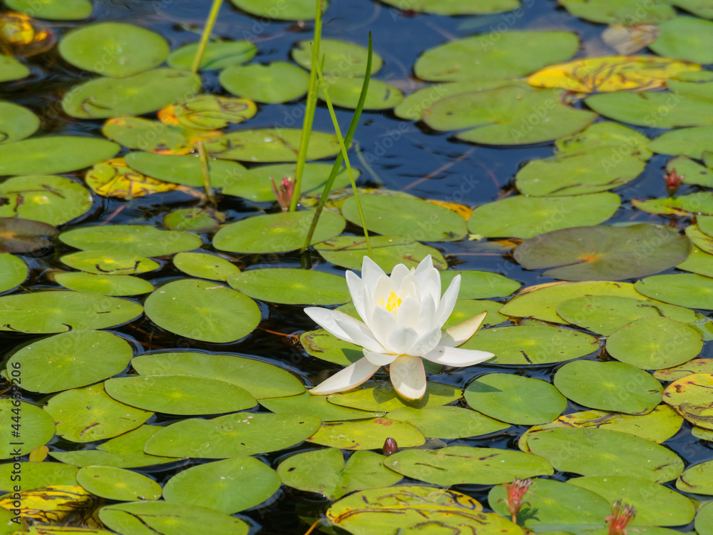 White water lily in bloom with lily pads White water lily in bloom with lily pads