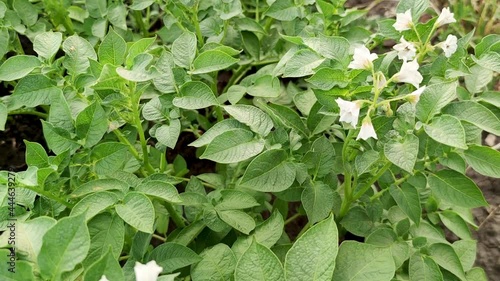 close-up. Potato plants in white bloom. Green flowering potato bushes planted in rows on a farm field. Potato growing, crop, agriculture.