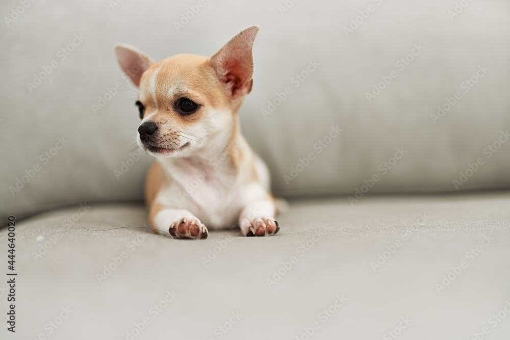 Beautiful small dog chihuahua lying resting sitting on the sofa at home Beautiful small dog chihuahua lying resting sitting on the sofa at home