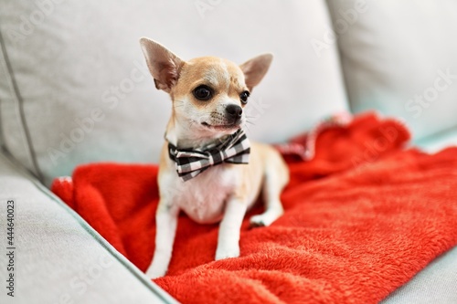 Beautiful small chihuahua puppy standing on the sofa curious and happy, healthy cute babby dog at home