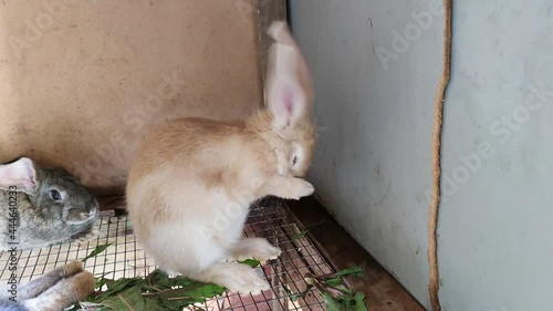 Little redhead rabbit is washing himself in a cage. farm with animals.