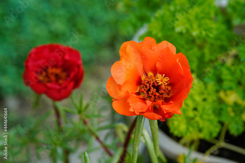 Bright orange portulaca flower with a red flower in the background. Moss rose flower. © Kathy