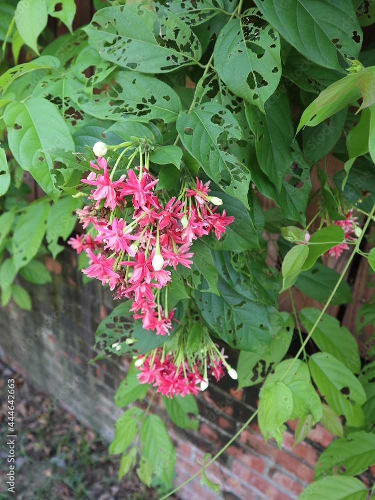red flowers and green leaves are blooming in the sunny day design for the power of growth red flowers and green leaves are blooming in the sunny day design for the power of growth