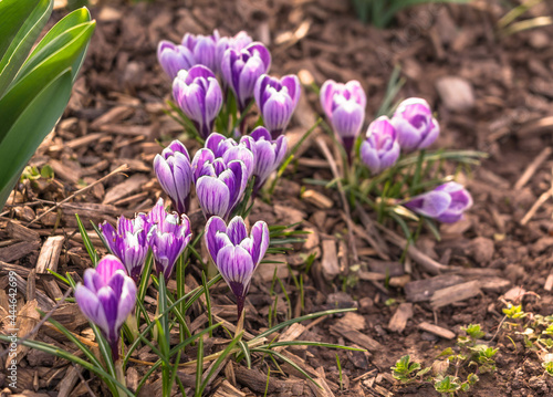 Closeup of the blossomed beautiful purple crocuses in the park photo