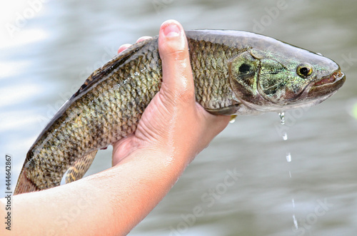 ande peixe traíra , peixe de água doce,( peixe lobo)  em foco seletivo com fundo desfocado photo