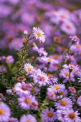 Fototapete Lavendelfarbene Motive Frische Asternblüten im Sommergarten  © Martin Bremer/Wirestock