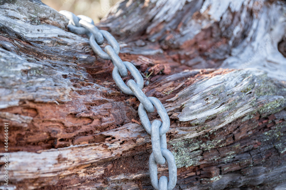Closed up of a steel chain on a bark of a tree trunk Closed up of a steel chain on a bark of a tree trunk