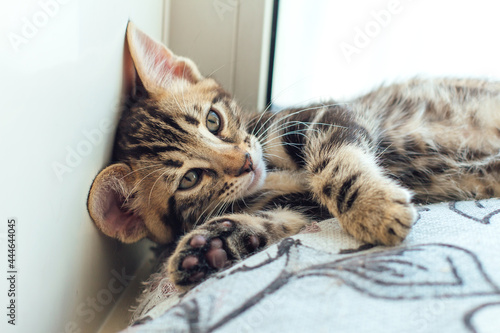Closee-up little bengal kitten on the pillow