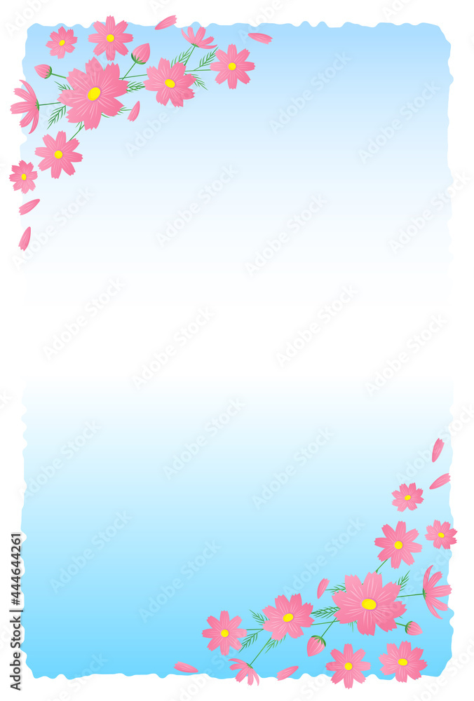 残暑見舞いのはがき 　コスモス