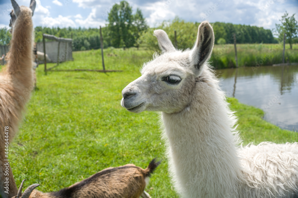 Obraz premium llama walks through a green meadow eco park