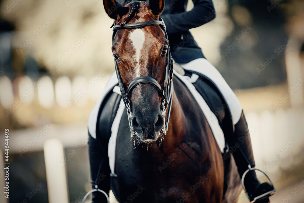 Obraz premium Equestrian sport. Dressage of horses in the arena.