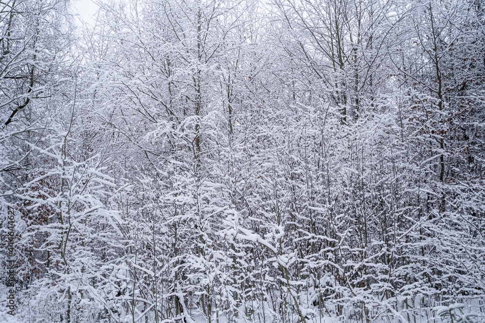 The forest is covered with the first snow. Snowy landscape in beautiful white winter. Moody landscape
The forest is covered with the first snow. Snowy landscape in beautiful white winter. Moody landscape