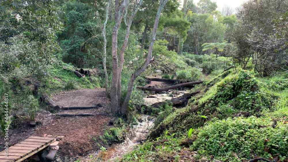 Flowing forest creek along foot path over bridge and fallen wood logs Flowing forest creek along foot path over bridge and fallen wood logs