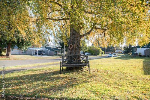 Bench against the large tree in the middle of a lawn at Tacoma, Washington © Jason