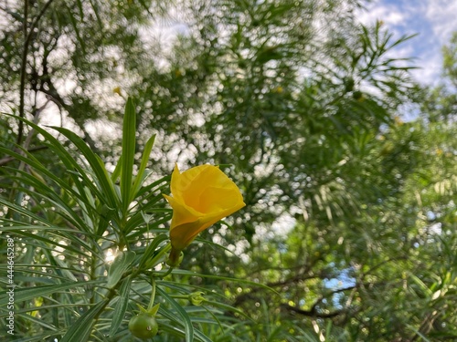 Yellow Cascabela thevetia flower. photo