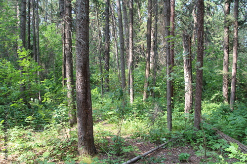 Green Of The Forest  Whitemud Park  Edmonton  Alberta