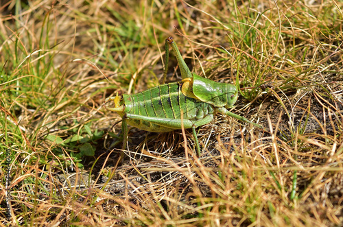 Green bush cricket in yellow and green grass photo