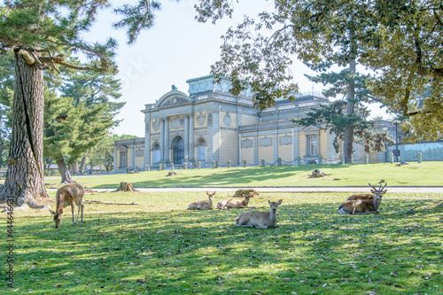 Fotografía 鹿の群と奈良国立博物館 / The Nara National Museum
